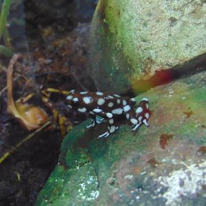 Marañón Poison Dart Frog