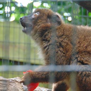 Red-bellied Lemur