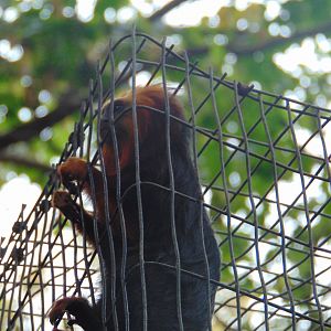 Golden-headed Lion Tamarin