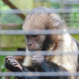 Yellow-breasted Capuchin