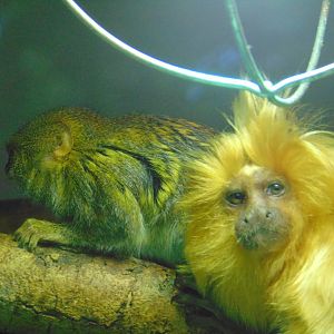 Pygmy Marmoset and Golden Lion Tamarin