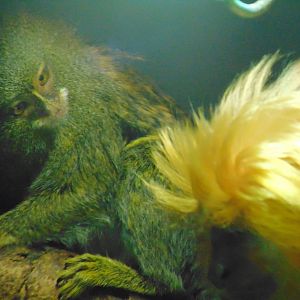 Pygmy Marmoset and Golden Lion Tamarin