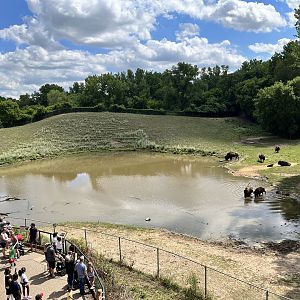 American Bison Exhibit from the Treetop Trail