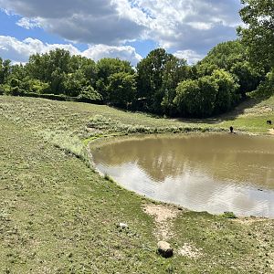 American Bison Exhibit from the Treetop Trail