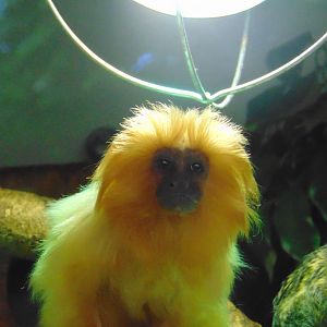 Pygmy Marmoset and Golden Lion Tamarin