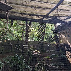 Blue-throated Conure Aviary