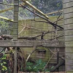 Owston's Civet enclosure