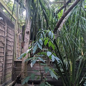Pied Tamarin enclosure