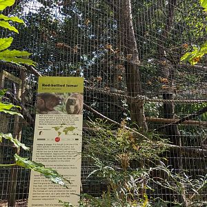 Red-bellied Lemur enclosure