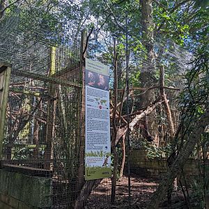 Golden-headed Lion Tamarin enclosure