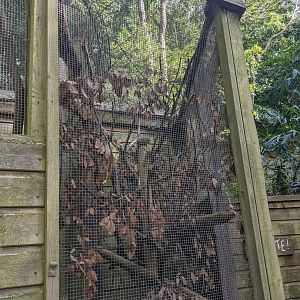Northern Treeshrew enclosure