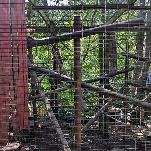 Yellow-breasted Capuchin enclosure