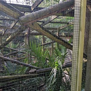 Binturong enclosure