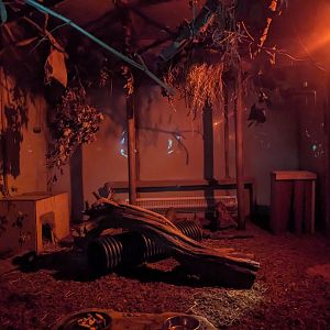 Brush-tailed Bettong and Grey Mouse Lemur enclosure.