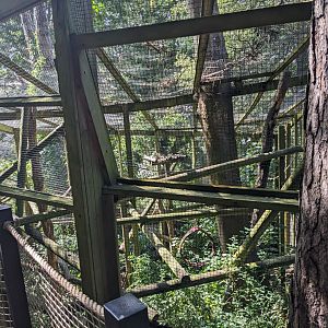 Squirrel Monkey enclosure