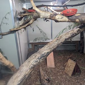 Coppery Titi and Three-banded Armadillo enclosure