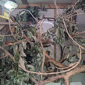 Golden Lion Tamarin and Pygmy Marmoset indoor enclosure