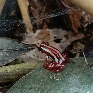 Phantasmal Poison Dart Frog