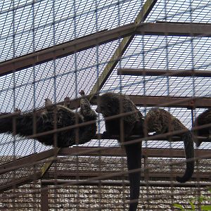 Malayan Binturong