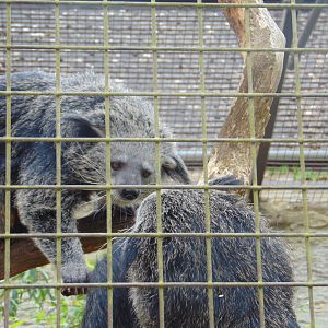 Malayan Binturong