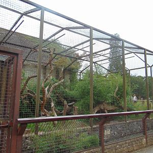 Malayan Binturong enclosure
