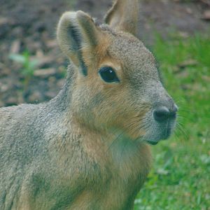 Patagonian Mara
