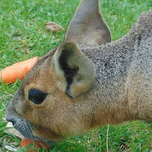 Patagonian Mara
