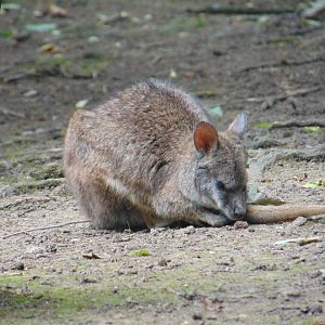Parma Wallaby