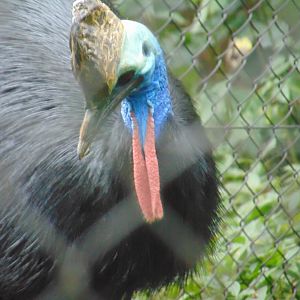 Southern Cassowary