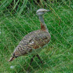 Great Bustard