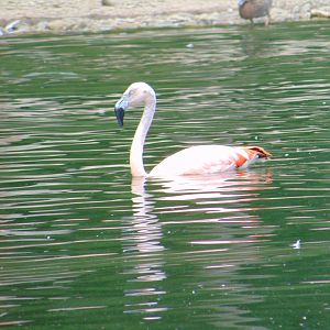 Chilean Flamingo swimmign