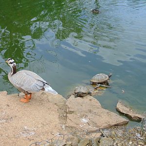 Bar-headed Goose and Red-eared Slider