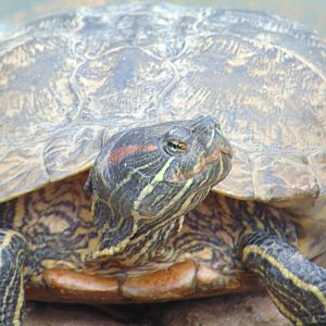Red-eared Slider