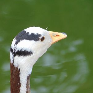Bar-headed Goose