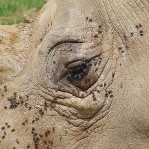 Southern White Rhinoceros