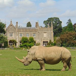 White Rhino in front of Bradwell Grove Manor
