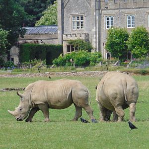 White Rhino in front of Bradwell Grove Manor