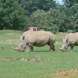 Southern White Rhinoceros