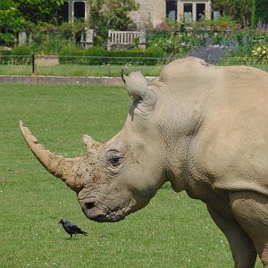 White Rhino in front of Bradwell Grove Manor