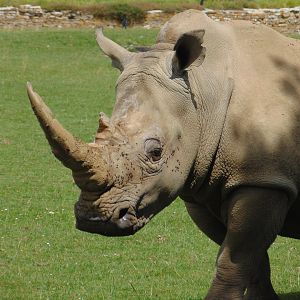 Southern White Rhinoceros