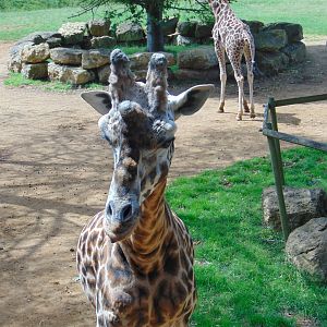 Rothschild's Giraffe