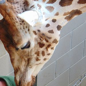 Rothschild's Giraffe