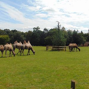 Bactrian Camel herd