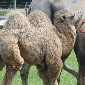 Bactrian Camel calf