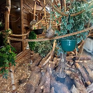 Douroucouli and Goeldi's Monkey in daylight