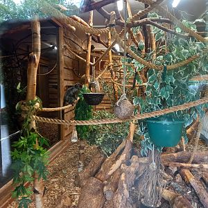 Douroucouli and Goeldi's Monkey in daylight