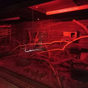 Nocturnal House - Northern Luzon Cloud Rats