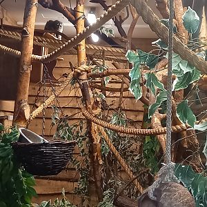 Douroucouli and Goeldi's Monkey in daylight