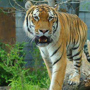 Amur Tiger