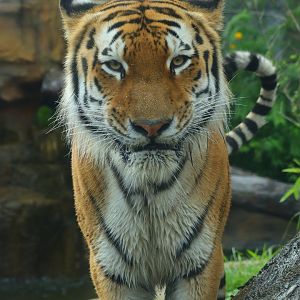 Amur Tiger